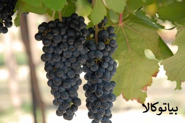 افزایش باردهی انگور مشکی